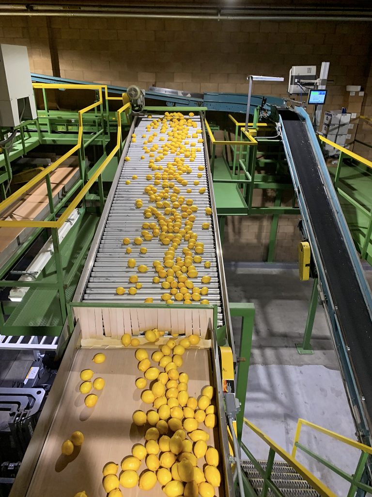 Sunkist Conveyor Belt With lemons